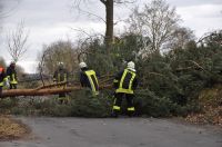02_2010_Baum_auf_Strasse 09